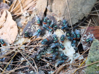 Group of Oriental latrine fly ( Chrysomya megacephala ) are eating food scraps on the dirty dirt land, Big orange color eyes on the green body of the insect