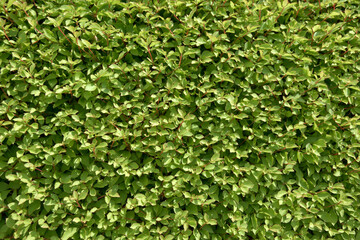 葉模様　自然の模様