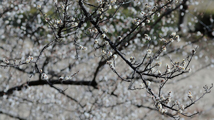branches of a tree
