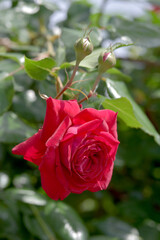 赤いバラの花