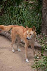 Dingo