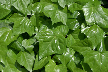 蔦の葉　葉模様