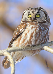 Northern Saw-whet Owl standing on a tree branch, Quebec, Canada