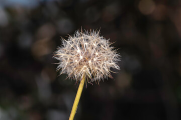 Dandelion seed head with blur background.