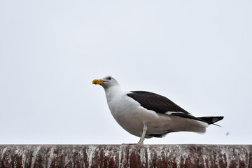 SAN ANTONIO. CHILE - JANUARY 20TH, 2021: Seagull sitting on a steel structure looking the cloudy sky