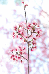 cherry blossom blooming with blur background