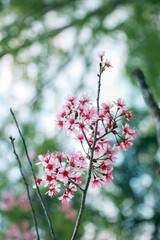 cherry blossom blooming with blur background