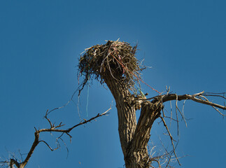 Large bird nest on top of dead tree 