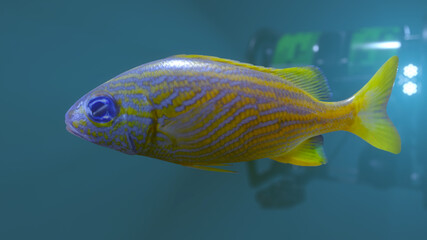Fototapeta premium French Grunt Fish, with an Remote Operated Vehicle (ROV) in background