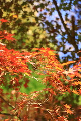 11月広島宮島、あざやかもみじ。