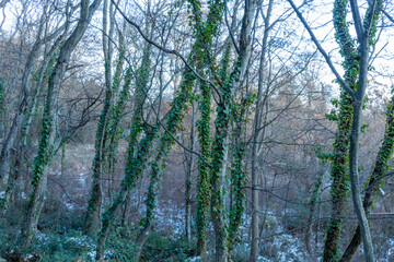 beautiful, unusual, natural trees in the mountains with snow in winter