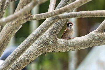 Eurasian tree sparrow looking sideway with blurry background