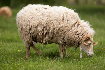 Schaf beim grasen 