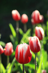 Close up shot of many tulip blossom