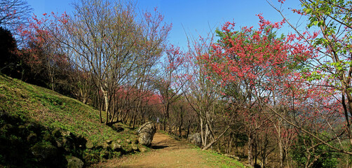 Sunny view of many Prunus serrulata blossom