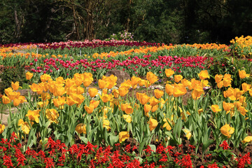 Close up shot of many tulip blossom