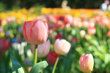 Close up shot of many tulip blossom