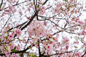 Close up shot of cherry tree blossom