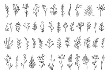 Set of hand drawn floral decoration elements. Doodle botanical collection with branches, leaves, herbs, wild flowers foliage. Meadow plants. Vector vintage template for cards, invitations, quotes, fra