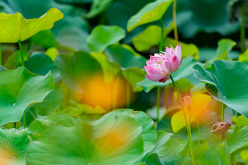 Close up shot of lotus blossom