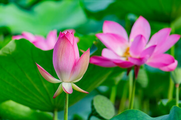 Obraz na płótnie Canvas Close up shot of lotus blossom