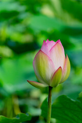 Close up shot of lotus blossom