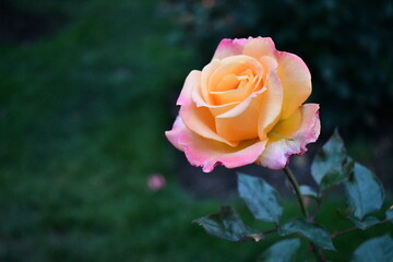 Hybrid rose enjoys beautiful day.
