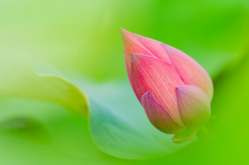 Close up shot of lotus blossom
