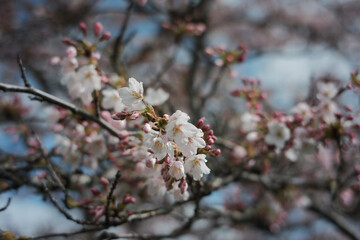 Cherry tree blossoms in spring on a sunny day, close up detail with blurry background