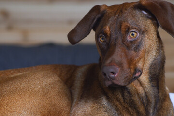 Close up of brown dog with amber eyes, his ears perked up with surprise at a sudden noise, with blurry background