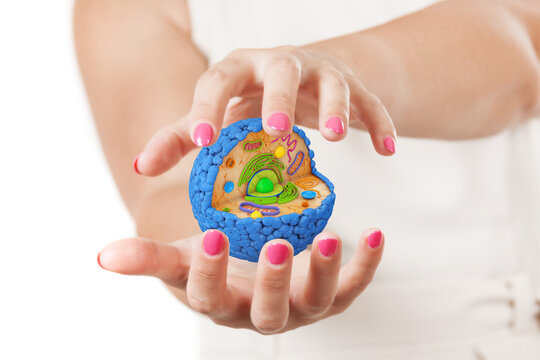 Two Woman Hands Protecting Structure of Human Cell. 3d Rendering