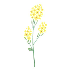 Yellow bittercress. Watercolor illustration of herb with golden flowers. Plant for packaging design. Meadow wild rocketcress.