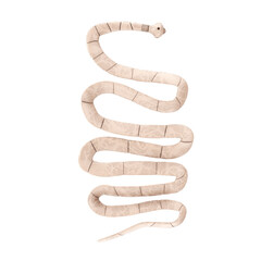 Taenia Solium Tapeworm Closeup Microscopic View. 3d Rendering