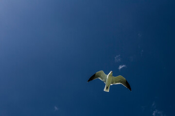 seagull in flight