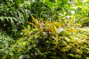 Peperomia in the forest