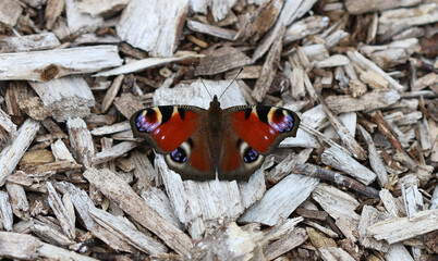Tagpfauenauge - European peacock