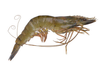 Raw Tiger Prawn, Isolated against white background