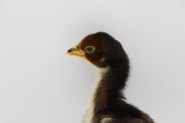 Beautiful black little chick isolated on the white