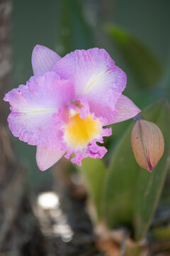 Brassolaeliocattleya Orchid