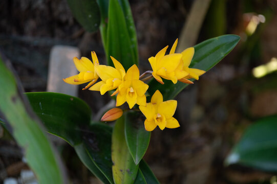 Dendrobium senile