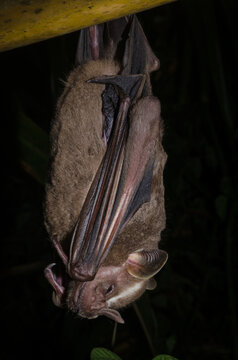 Great fruit-eating bat (Artibeus lituratus) 
