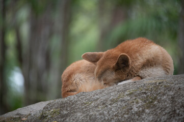 Dingo