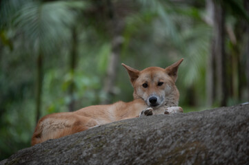 Dingo