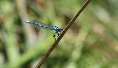 Gemeine Becherjungfer - 