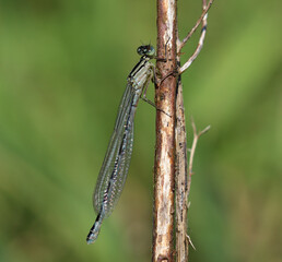 Gemeine Becherjungfer - Common Blue Damselfly