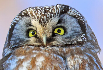Portrait of Northern Saw-whet Owl, Quebec, Canada