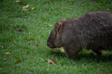 Wombat