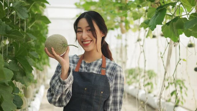 Young asian woman  farmer is checking the quality of the melon at  farm.Smiling young handsome Caucasian male farmer in apron holding and checking the quality of an organic melon grown .