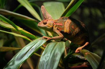 Chameleon