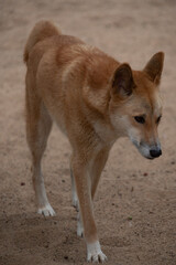 Dingo